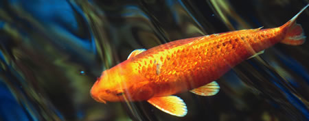 Viresco UK - Speciality products for the amateur pondkeeper and gardener worldwide